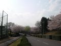 桜庁舎の桜4