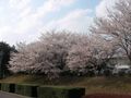 桜庁舎の桜3