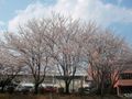 桜庁舎の桜2
