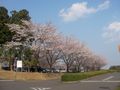 桜庁舎の桜1