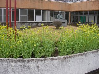 菜の花（と銅像）